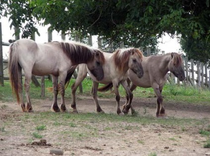 Найдавніша кінь арабська, види, породи і опис