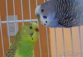 Здатність самця хвилястого папугу до запліднення - відповіді і поради на твої питання
