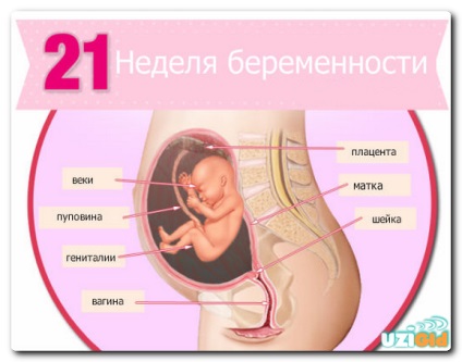Узі на 21 тижні вагітності; норми, дівчинка, фото
