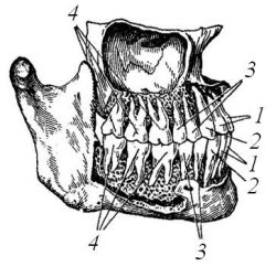 Зуби »медичний довідник