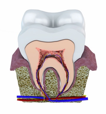 Альвеола в стоматології затишна квартирка для зуба