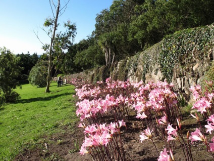 Амариліс садовий посадка догляд і вирощування у відкритому грунті поведінки в ландшафтному дизайні, фото
