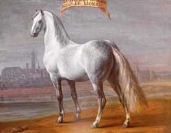 Андалузька кінь - іспанська легенда - представляємо породу - кінний світ