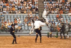 Андалузька кінь - іспанська легенда - представляємо породу - кінний світ