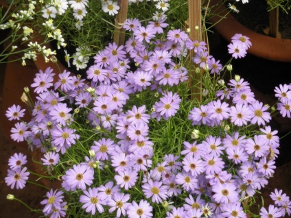 Брахікома фото квітів, вирощування з насіння, коли садити, посадка і догляд
