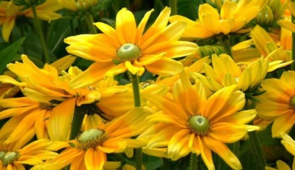 Колір клумби - жовтий формування і посадка рослин