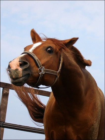 Донська порода коней фото, опис, історія походження - сайт про коней