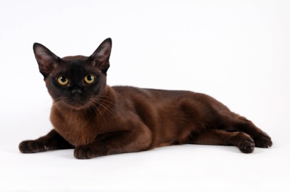 Фото бурманской кішки - опис породи і характеру