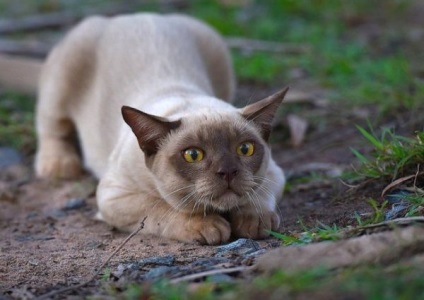Фото бурманской кішки - опис породи і характеру
