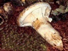 Гриби печериці (lat agaricus)