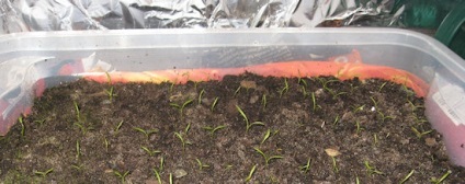 Як виростити моркву в горщику город на підвіконні