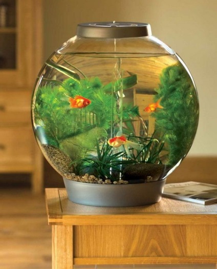Круглий акваріум - хочу і все фото - елементи декору - легка справа