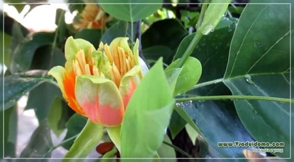 Ліріодендрон тюльпани (фото) посадка і догляд, сайт про сад, дачі і кімнатних рослинах