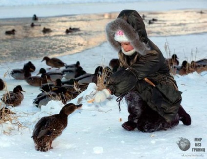 Чи можна годувати диких качок і лебедів хлібом, здорове харчування