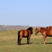 Огляд донської породи коней, її опис та фото