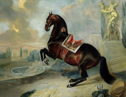 Огляд породи андалузька кінь опис і повна характеристика з фото