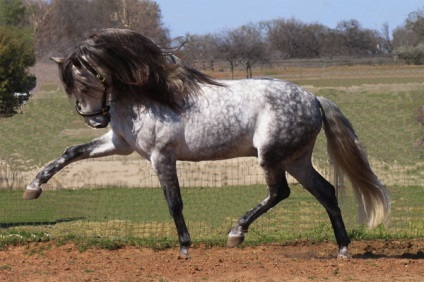 Огляд породи андалузька кінь опис і повна характеристика з фото