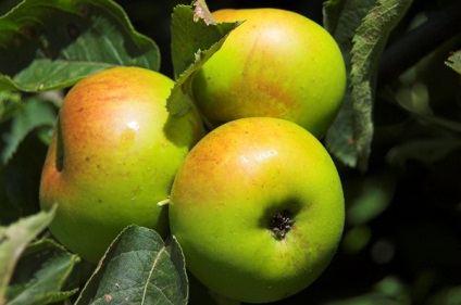 Чому у дорослих яблунь можуть відсихати скелетні гілки унікальні поради городникам