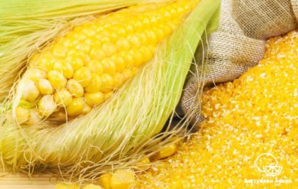 Користь і шкода кукурудзяних висівок для здоров'я людини
