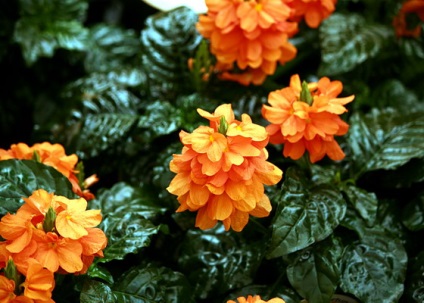 Рослина кроссандра (кімнатні квіти) фото, опис і що робити, якщо не цвіте або червоніють
