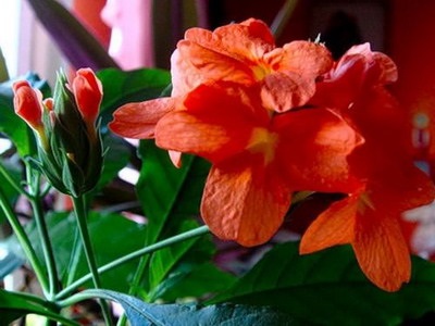 Рослина кроссандра (кімнатні квіти) фото, опис і що робити, якщо не цвіте або червоніють