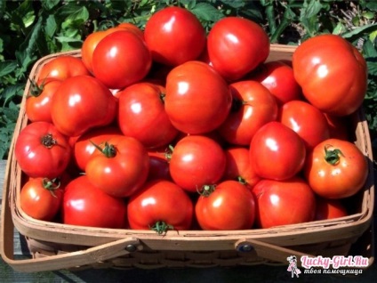 Скільки калорій в помідорі корисні властивості томатів і їх застосування в кулінарії і косметології