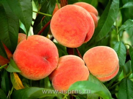 Сучасний сортимент персика, аппяпм