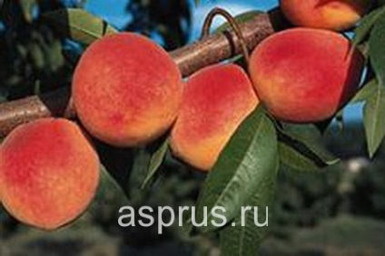 Сучасний сортимент персика, аппяпм