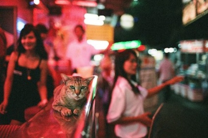 Таїланд - ідеальна країна для любителів кішок - фото туриста