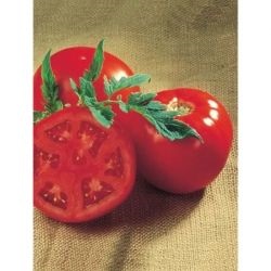 Томат перфектпіл f1 (perfectpeel f1), купити насіння томата перфектпіл f1 Семініс Голландія,