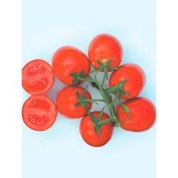 Томат перфектпіл f1 (perfectpeel f1), купити насіння томата перфектпіл f1 Семініс Голландія,