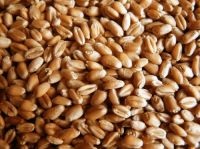 Жайвір »- озима м'яка пшениця