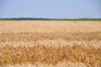 Жайвір »- озима м'яка пшениця