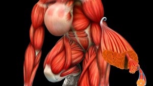 Больові спазми в м'язовій тканині