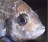 Помутніння рогівки очей у риб симптоми, лікування і профілактика