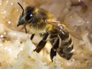 Все про бджіл і бджільництво для початківців в області годування і догляду