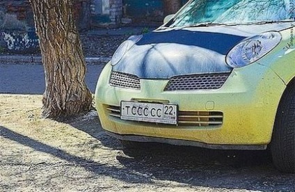 العثور على القط في الصورة (صورة) العثور على القط في الصورة