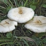 Білявка або волнушка біла опис і зовнішній вигляд, збору грибів
