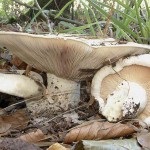 Білявка або волнушка біла опис і зовнішній вигляд, збору грибів