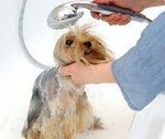 Блохи у собак, їх поява, розмноження і боротьба з ними - про ветеринарію - статті - допомога