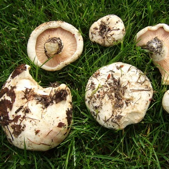 Гриб білявка фото і опис білої вовнянки та різновиди білявки - гриба скріпіци