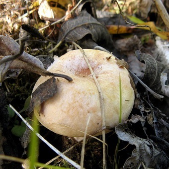 Гриб білявка фото і опис білої вовнянки та різновиди білявки - гриба скріпіци