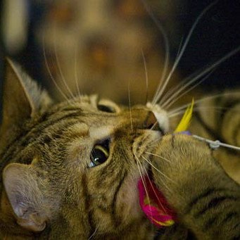 Як зробити іграшку мишку для кішки