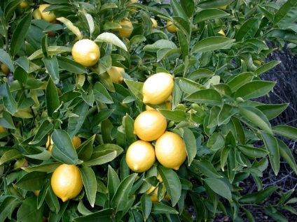 Як виростити лимон в домашніх умовах