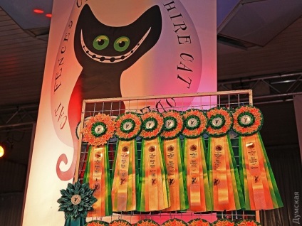 На одеському морвокзалі відкрилася виставка кішок (фоторепортаж), одеські новини