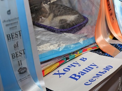 На одеському морвокзалі відкрилася виставка кішок (фоторепортаж), одеські новини
