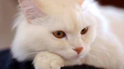 Наші улюблені кішки частина 4 щоденник користувача swetlanocka щоденники - жіноча соціальна мережа