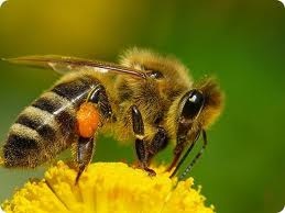 Бджолина отрута проти гіпертонії - сам собі лікар! Блог про здоров'я, медицині, здоровий спосіб життя,
