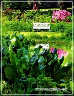 Сад малого догляду, сайт про сад, дачі і кімнатних рослинах