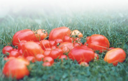 Умови вирощування томатів і отримання розсади для відкритого грунту і теплиць